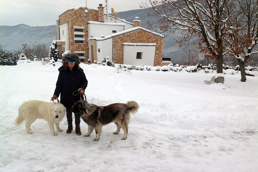 13 snow and dogs in villa