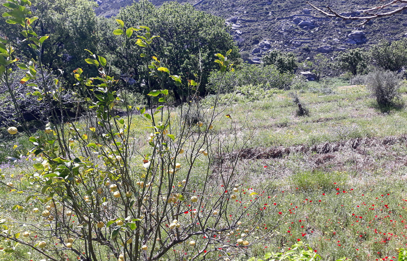 قطعة أرض بها شجرة زيتون في جزيرة يونانية